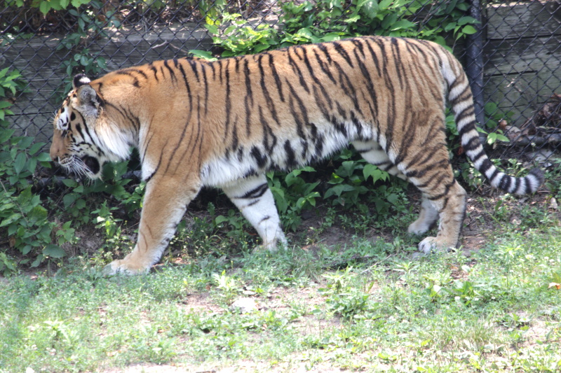 tiger at the zoo